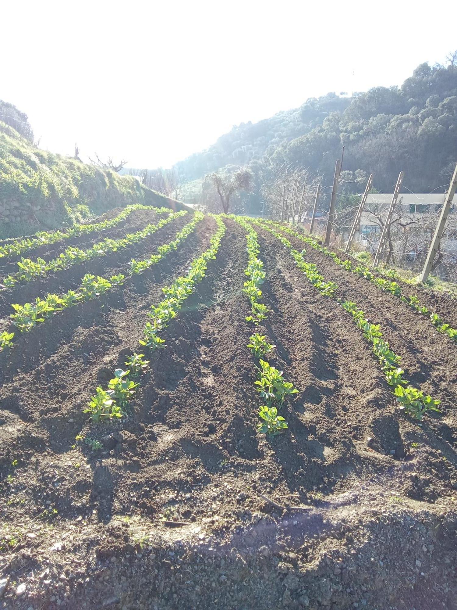 Agriturismo Cele Celle Ligure Eksteriør bilde